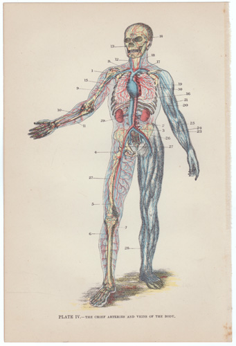 THE CHIEF ARTERIES AND VEINS OF THE BODY